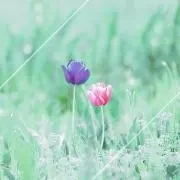 みよの画像