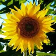 Flower♡