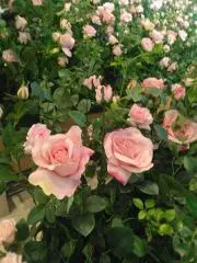 white roseの画像