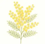 mimosaの画像