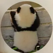 パンダ浜家★即ご購入OK★の画像