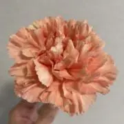 ROEの画像