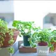 Tena