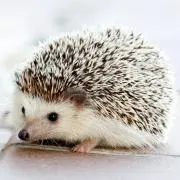 がっちゃんの画像