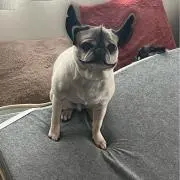 じゃり_の画像