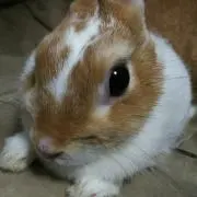 タクハヤ(折り紙始めました)の画像