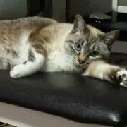 アッキー