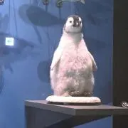 はせの画像
