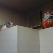 のん