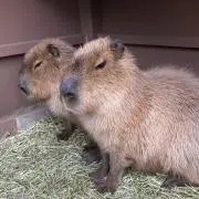 うつおか