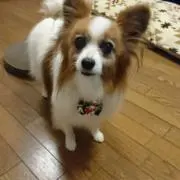 とよのか＊0914の画像