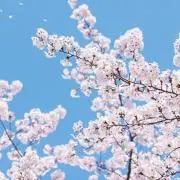 おはなの画像