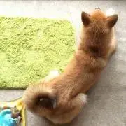 かつじゅんの画像