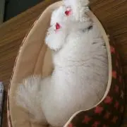 あきりんの画像