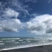 カンナの画像