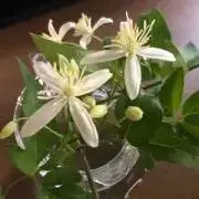 みやここの画像