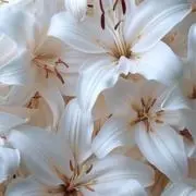 Image of Lily.