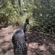 にふの画像