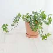 raaan⭐︎の画像