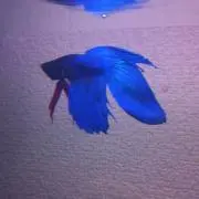 しんじ
