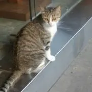 まりまりの画像