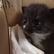 ばにっちょの画像