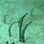 サバシロの画像
