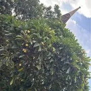 c....の画像