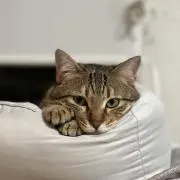 ういちゃんストアの画像