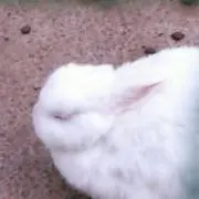 花うさぎの画像