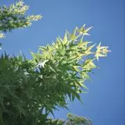 富山小栗旬