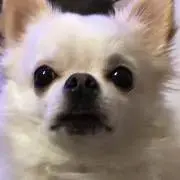 チワワ犬の画像