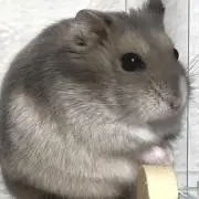 ハムスタの画像