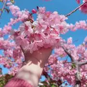 Hanaの画像