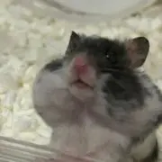 イズの画像