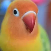 ともなの画像