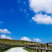 たむの画像