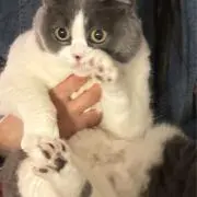 Rebibicaの画像