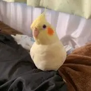 チャスの画像