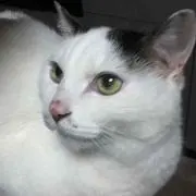 こはぎ