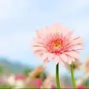 nanan