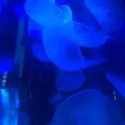 おだか