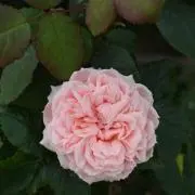 cra0813の画像