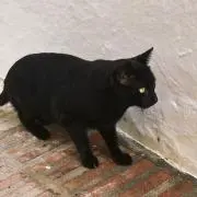 秋の画像