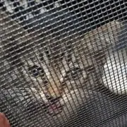 ぽんの画像