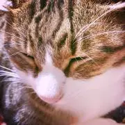 ばんび