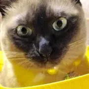 招き猫の画像