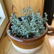 akikoronの画像