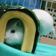 三朝