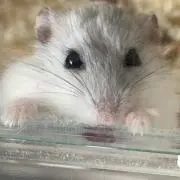イヴの画像